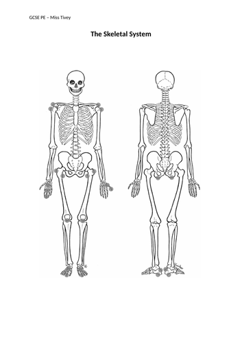 AQA GCSE PE Resources - Skeleton Structure & Function, Joint Types & Movement Types