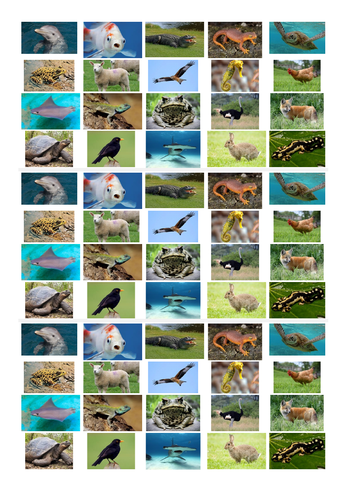 Animal Classification (Vertebrates)