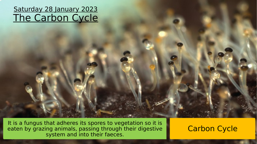SB9k - The Carbon Cycle