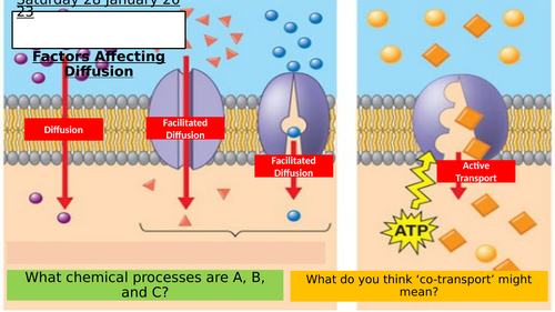 SB8b - Factors That Affecting Diffusion