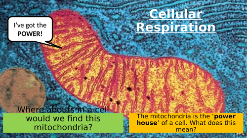 CB8d - Cellular Respiration