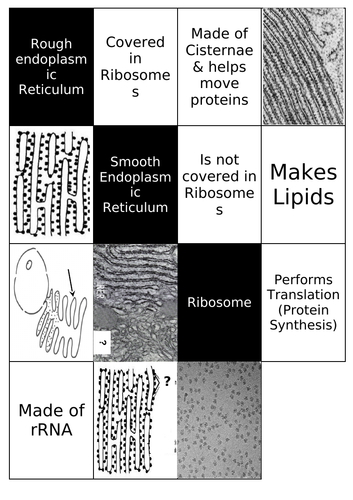 Organelles - matching (SNAB)