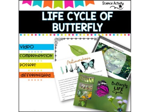 LIFE CYCLE OF BUTTERFLIES  differentiated