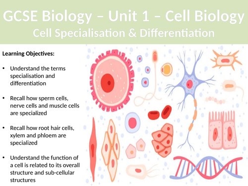 AQA GCSE Biology - Cell Differentiation & Specialisation Lesson