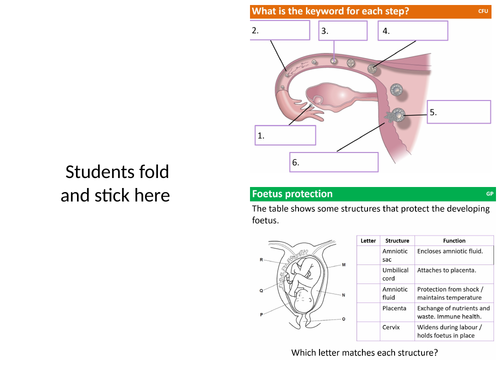 Becoming Pregnant - Year 7 - KS3