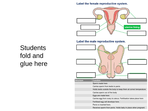 Reproductive Organs - Year 7 - KS3