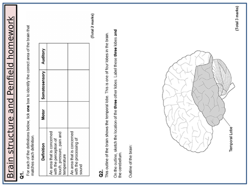 AQA GCSE Psychology - Brain structure and Penfield