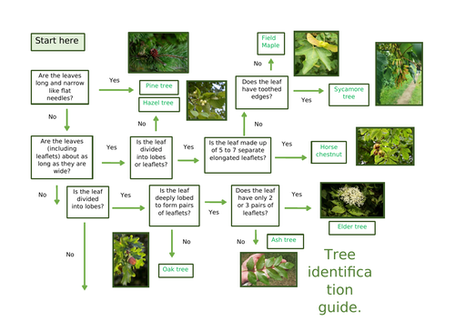 Tree identification guide