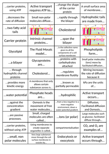 Transport Across Membranes - Dominoes