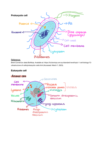 IB Biology drawings - chapter 1 (cells)