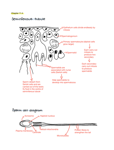 Sperm cell, egg cell, ovary and seminiferous tubule diagrams