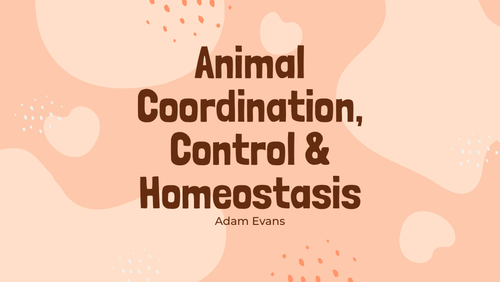 Animal Coordination, Control & Homeostasis. GCSE Edexcel 9-1