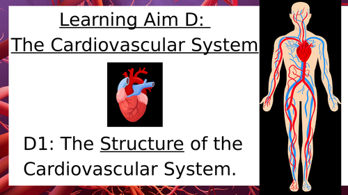 BTEC Sport Anatomy - The Cardiovascular System