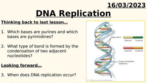 AQA A LEVEL BIOLOGY - DNA REPLICATION