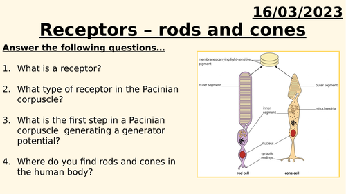 AQA A LEVEL BIOLOGY - RODS AND CONES