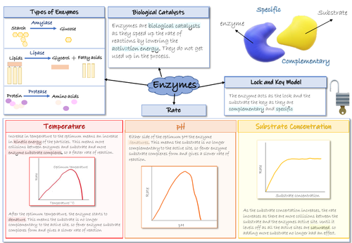 Enzymes Mindmap