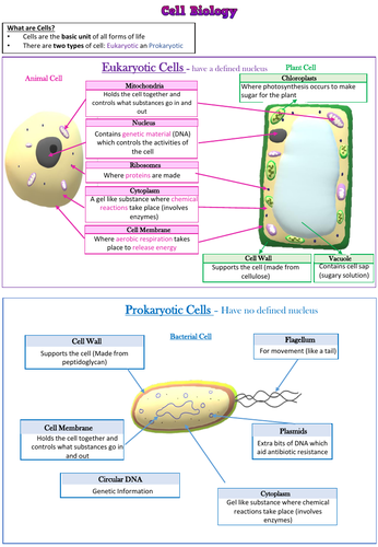 Cell Biology GCSE