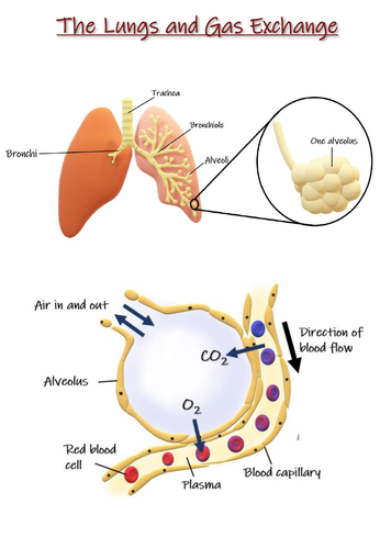 The Lungs and Gas Exchange Poster