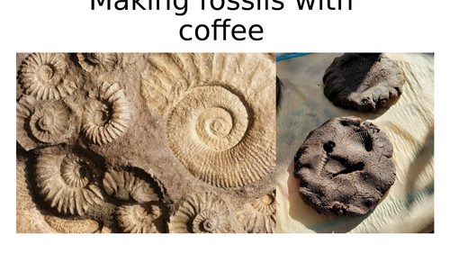 Coffee fossils