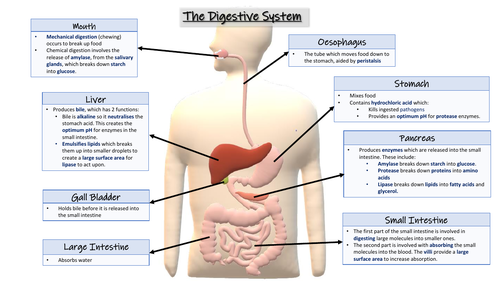 The Digestive System