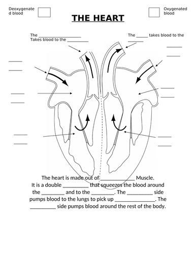 The Heart (GCSE Biology)