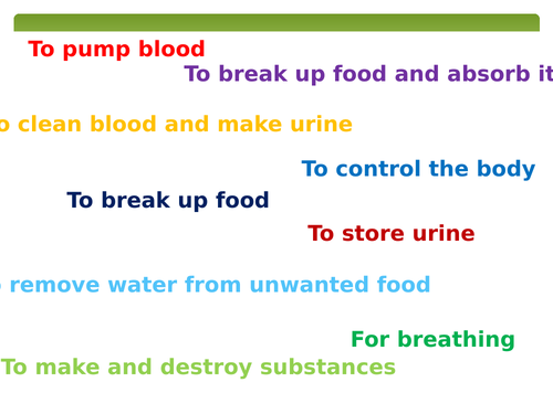 GCSE Biology: Digestive System + Enzymes