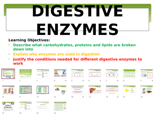 Digestive Enzymes (GCSE Biology)