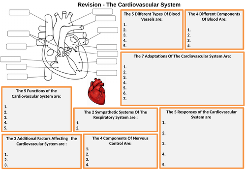 BTEC Sport L3 The Cardiovascular system revision