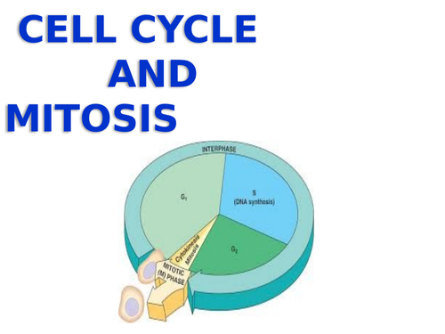 CELL CYCLE AND MITOSIS