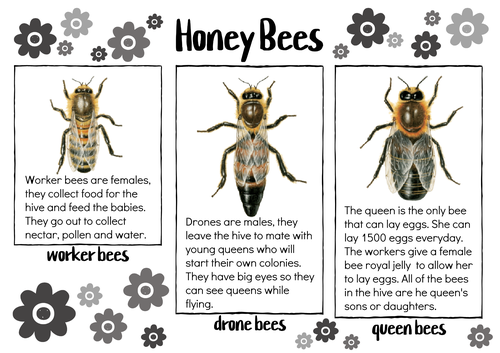 Honey Bee display/posters
