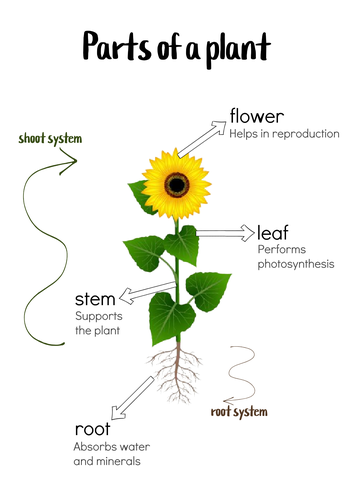 Plants inc. trees and flowers display posters