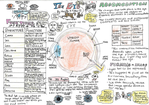 Structure and function of the eye poster - Pearson IGCSE Biology