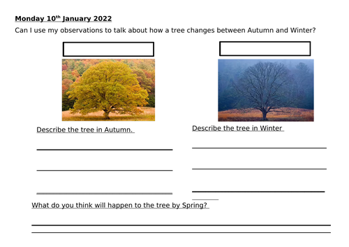 Year 1 - Plants Worksheet - Observing differences