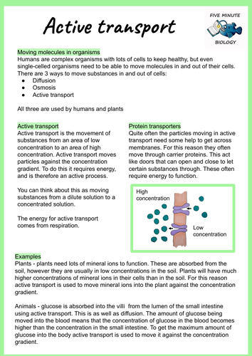 AQA GCSE Biology Active Transport Revision Sheet