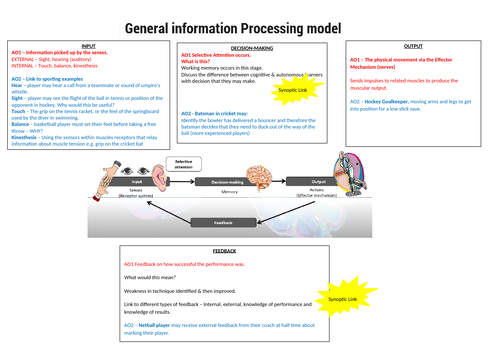 AQA A-Level PE Basic Information Processing Model