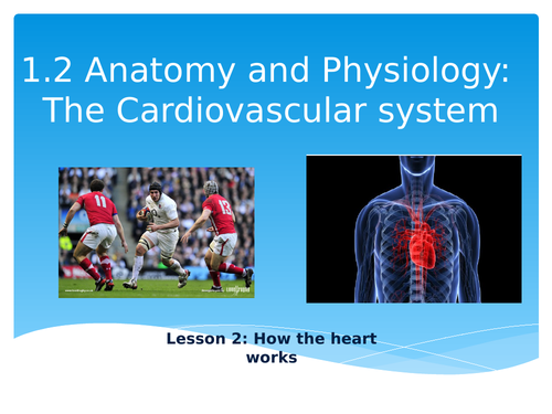 Cardiovascular system- How the heart works and blood transportation