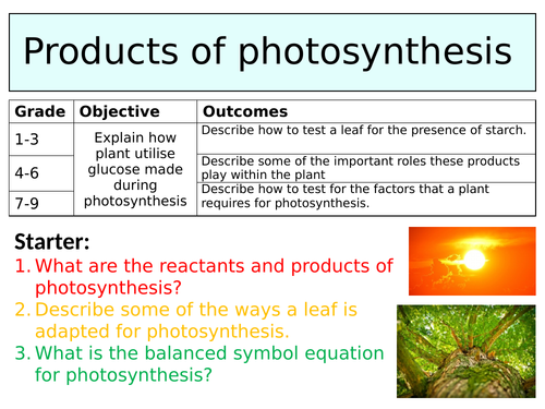 OCR GCSE (9-1) Biology - Products of Photosynthesis