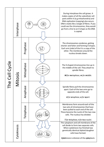 The Cell Cycle and Mitosis Information sheet Edexcel