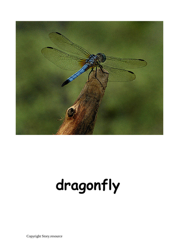 MINIBEASTS 12 POSTER DISPLAY POSTERS AND MINIBEASTS HEADER EYFS KS1 ...