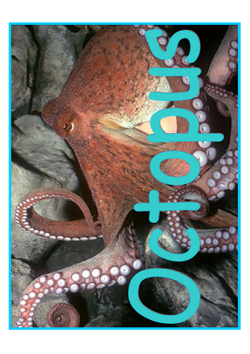 FREE RESOURCES UNDER THE SEA OCTOPUS SEAHORSE SHARK FACTS EYFS KS1