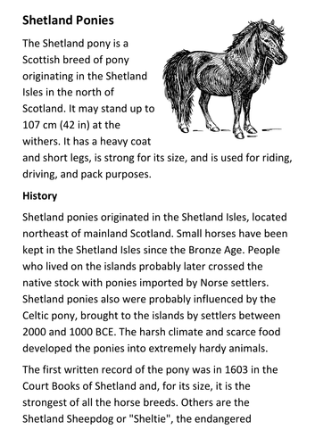 Shetland Ponies Handout