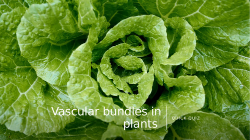 Vascular bundles in plants quiz! (Bio A Level)