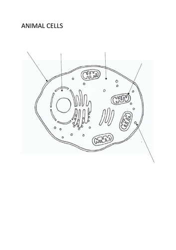Biology Colouring: Animal Cell | Teaching Resources