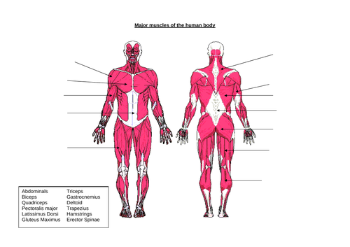Muscular system