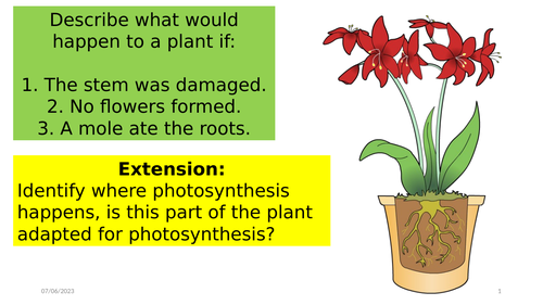 Photosynthesis