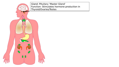 Hormones and endocrine glands | Teaching Resources