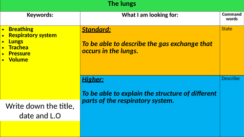 The lungs