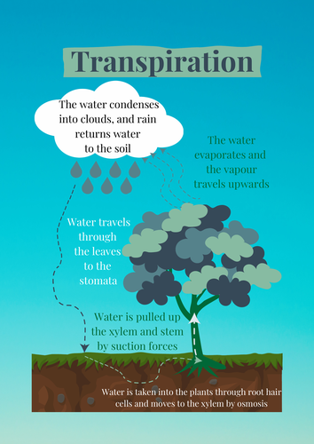 Transpiration Poster