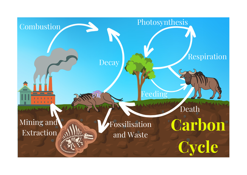 Carbon Cycle Poster