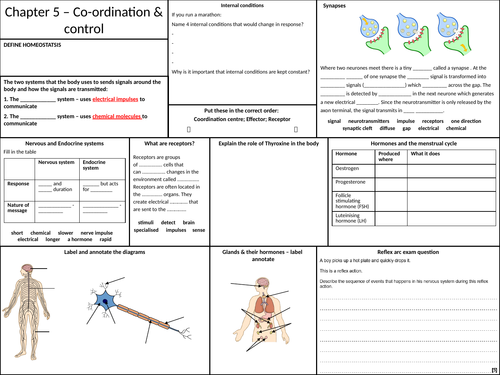 Coordination & Control revision sheet AQA GCSE KS4